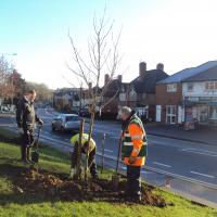 Street Planting