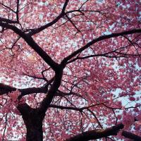 blossom tree